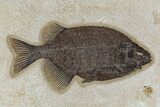 Framed Fossil Fish (Phareodus) - Wyoming #129134-1